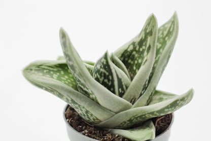 Gasteraloe cv. 'Green Ice
