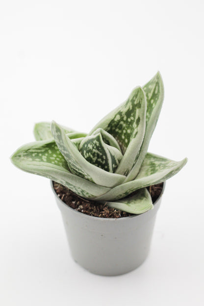Gasteraloe cv. 'Green Ice