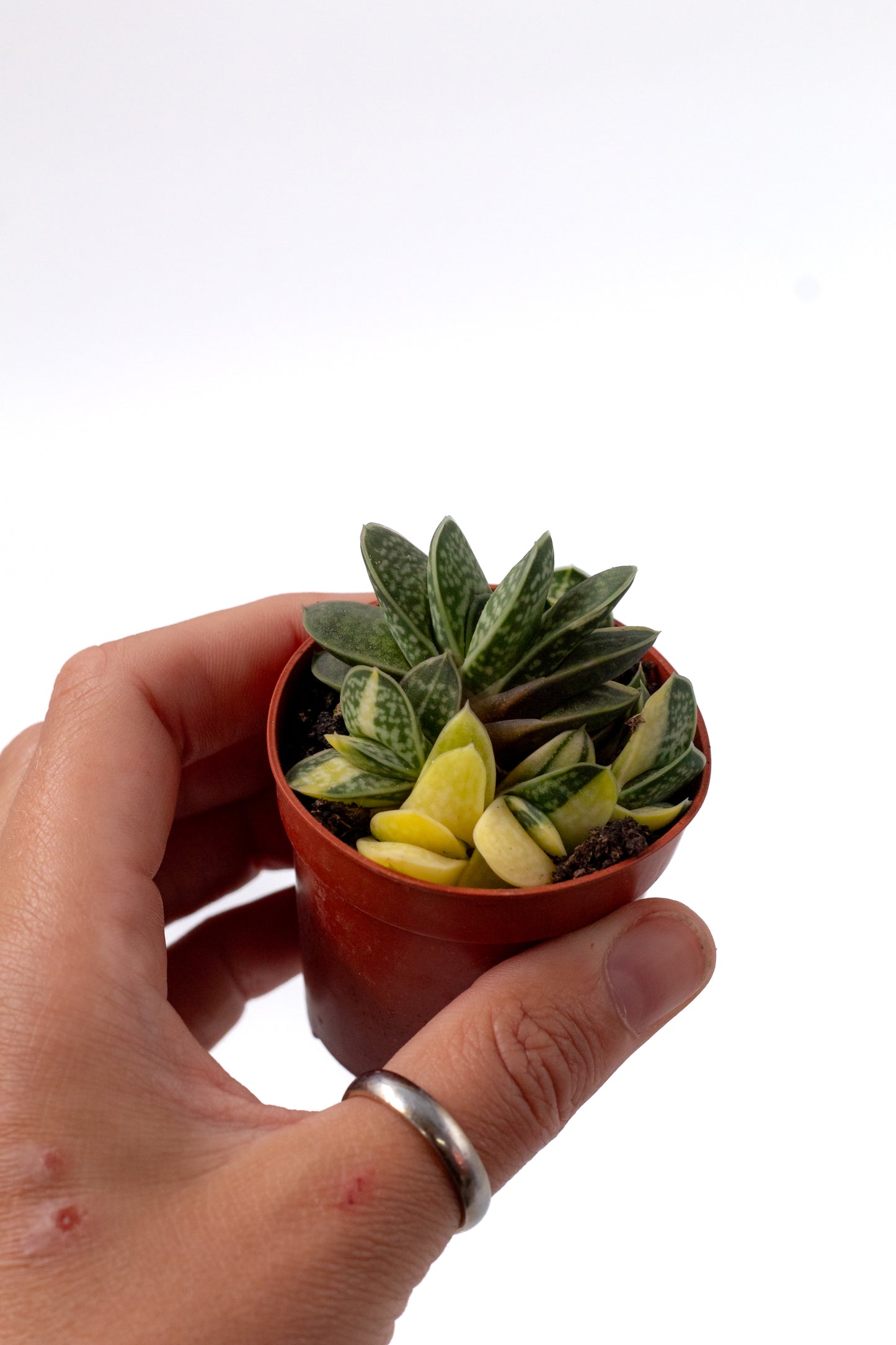 Gasteria gracilis cv. Variegata Yellow