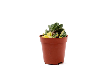 Gasteria gracilis cv. Variegata Yellow
