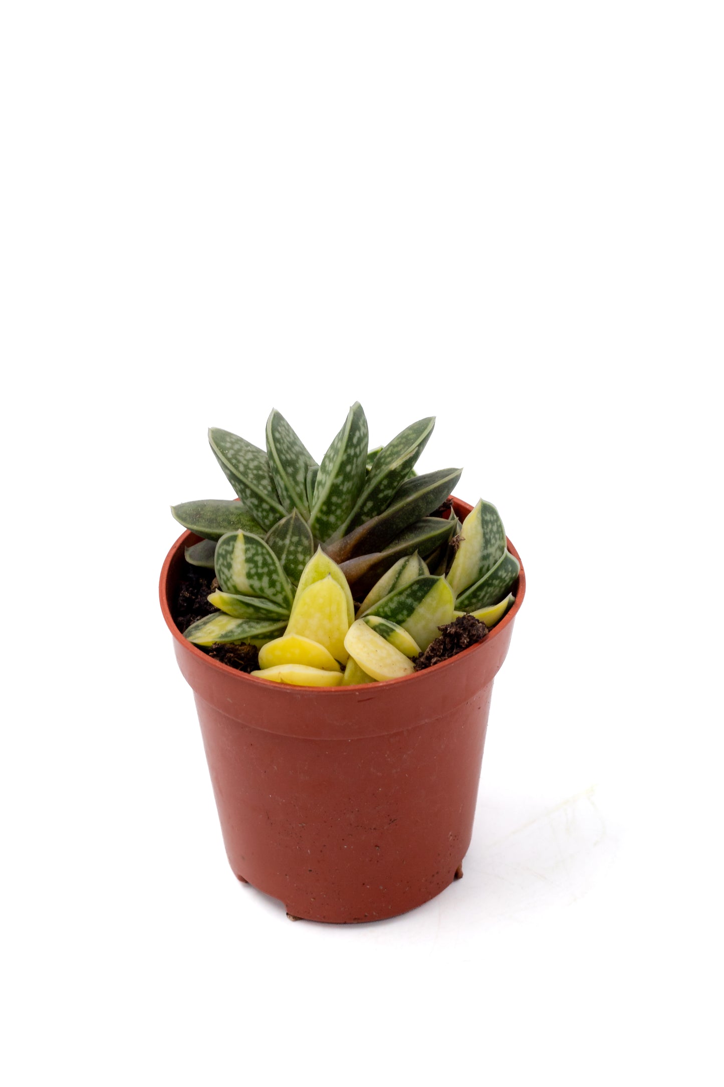 Gasteria gracilis cv. Variegata Yellow