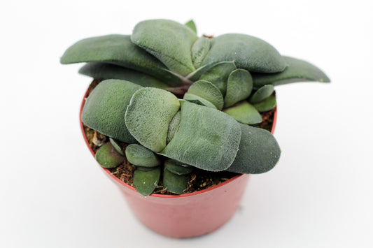 Gasteria nitida var. armstrongii