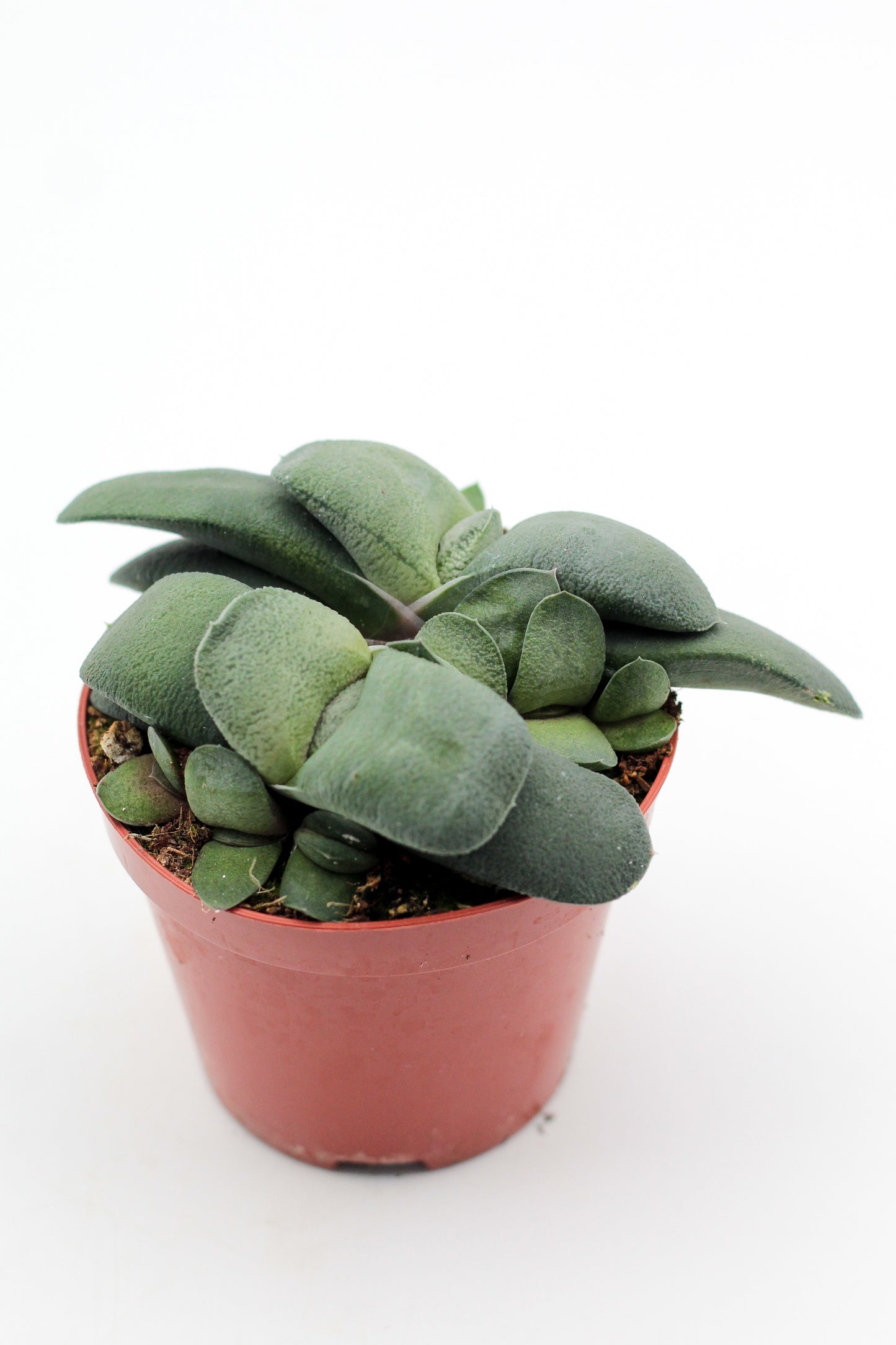 Gasteria nitida var. armstrongii