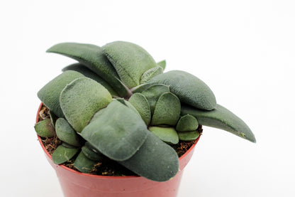 Gasteria nitida var. armstrongii