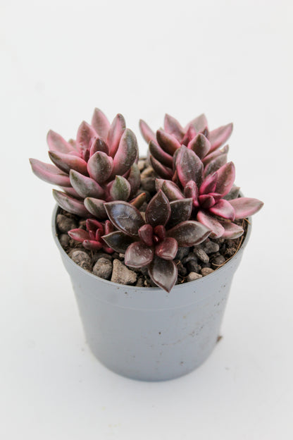 Graptopetalum Chocolate and strawberries
