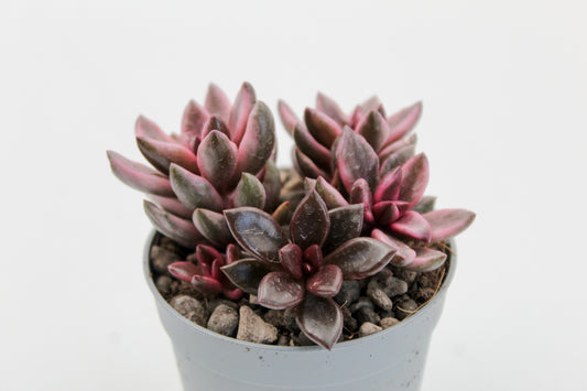 Graptopetalum Chocolate and strawberries