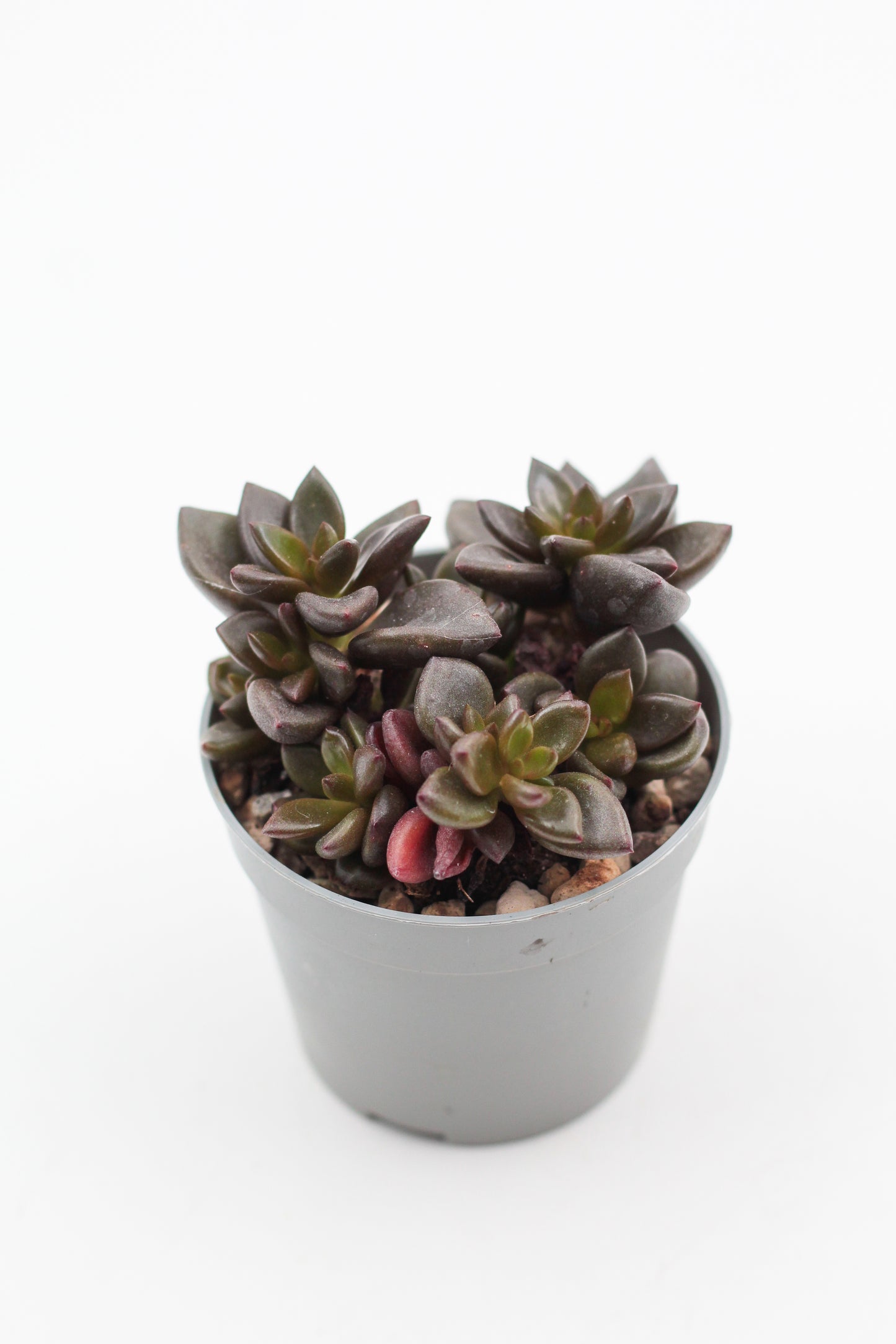 Graptopetalum Chocolate