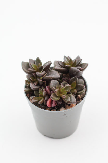 Graptopetalum Chocolate