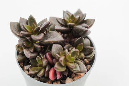 Graptopetalum Chocolate