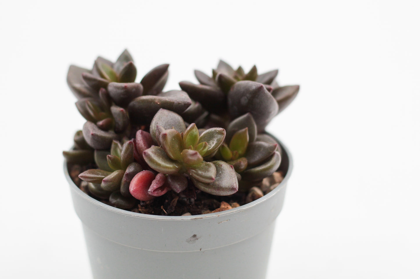 Graptopetalum Chocolate