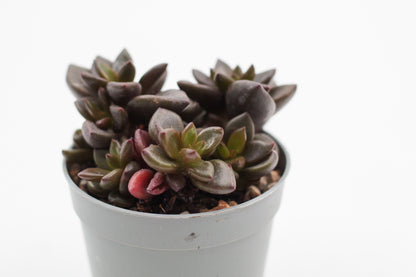 Graptopetalum Chocolate