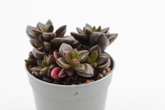 Graptopetalum Chocolate
