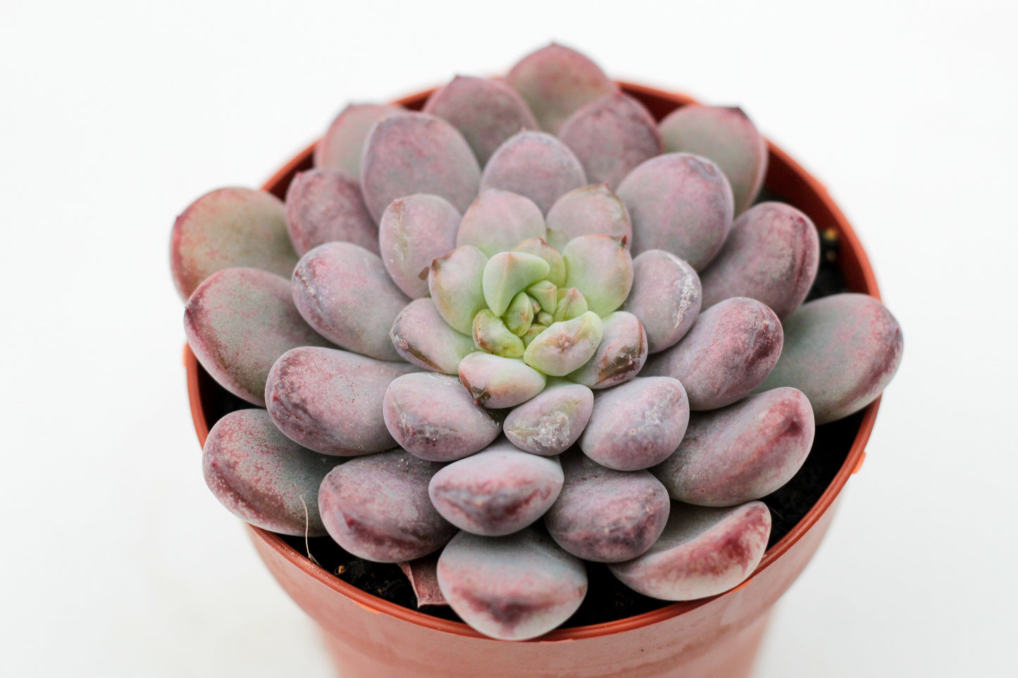 Graptoveria Black Raccoon