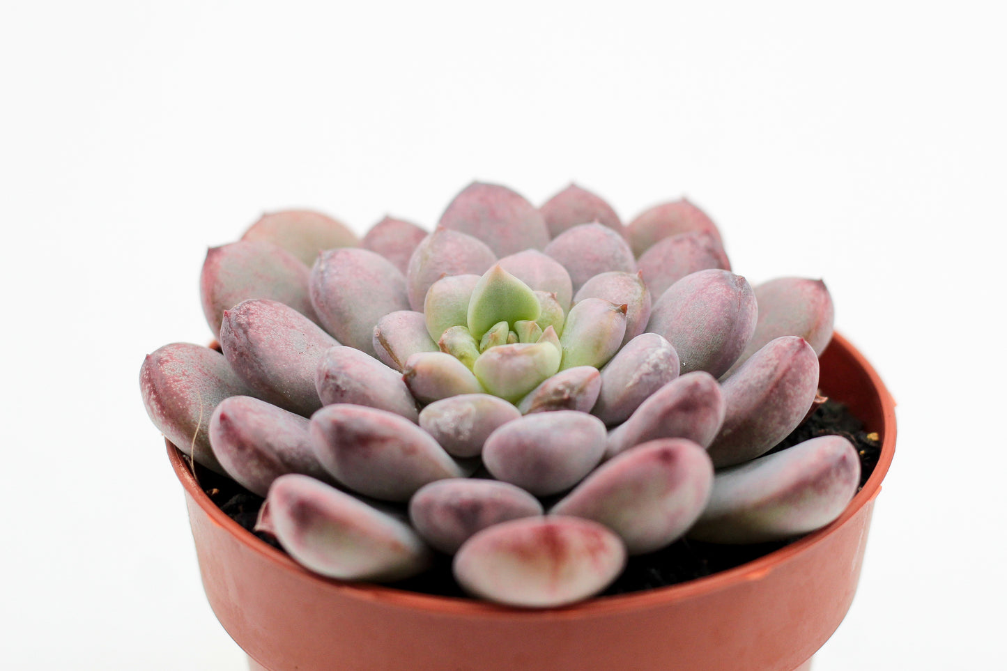 Graptoveria Black Raccoon