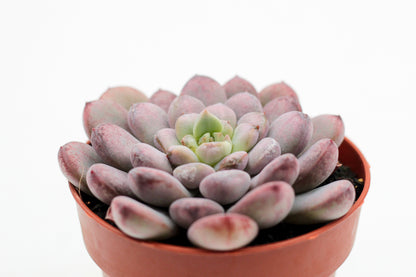 Graptoveria Black Raccoon
