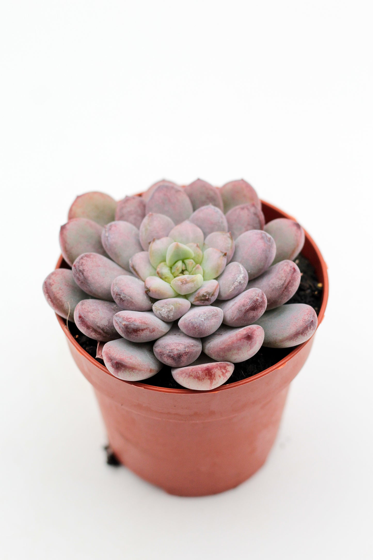 Graptoveria Black Raccoon
