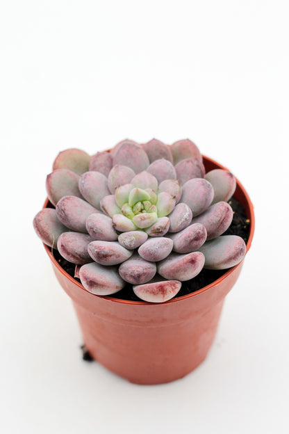 Graptoveria Black Raccoon