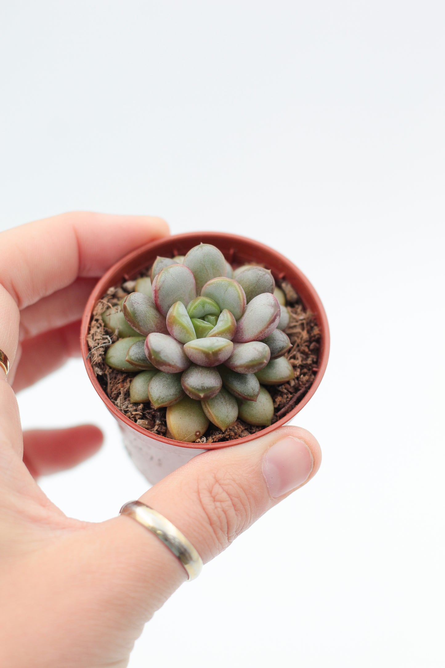 Graptoveria Amethorum