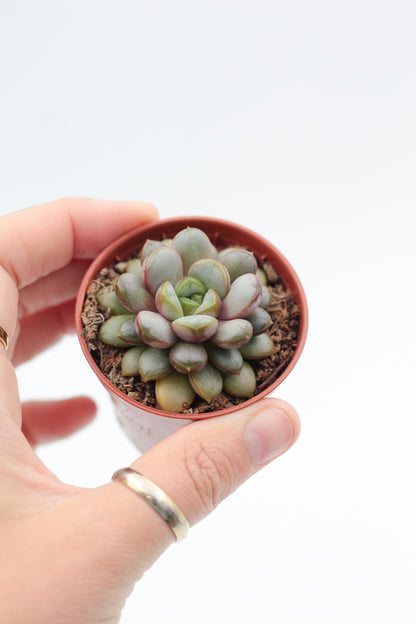 Graptoveria Amethorum