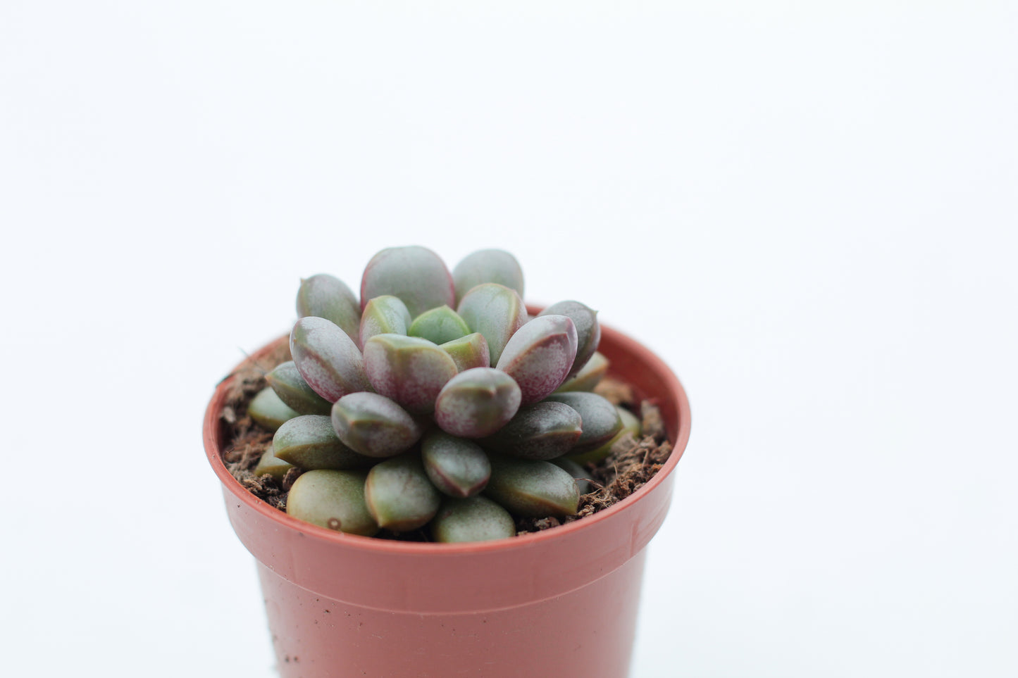 Graptoveria Amethorum