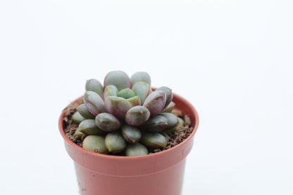 Graptoveria Amethorum