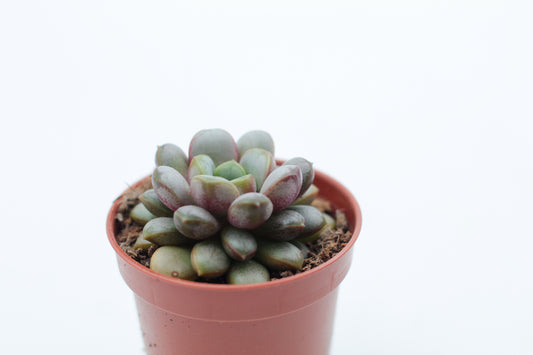 Graptoveria Amethorum