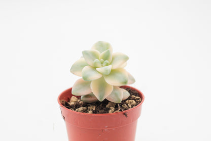 Graptoveria titubans variegata