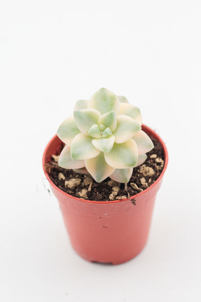 Graptoveria titubans variegata