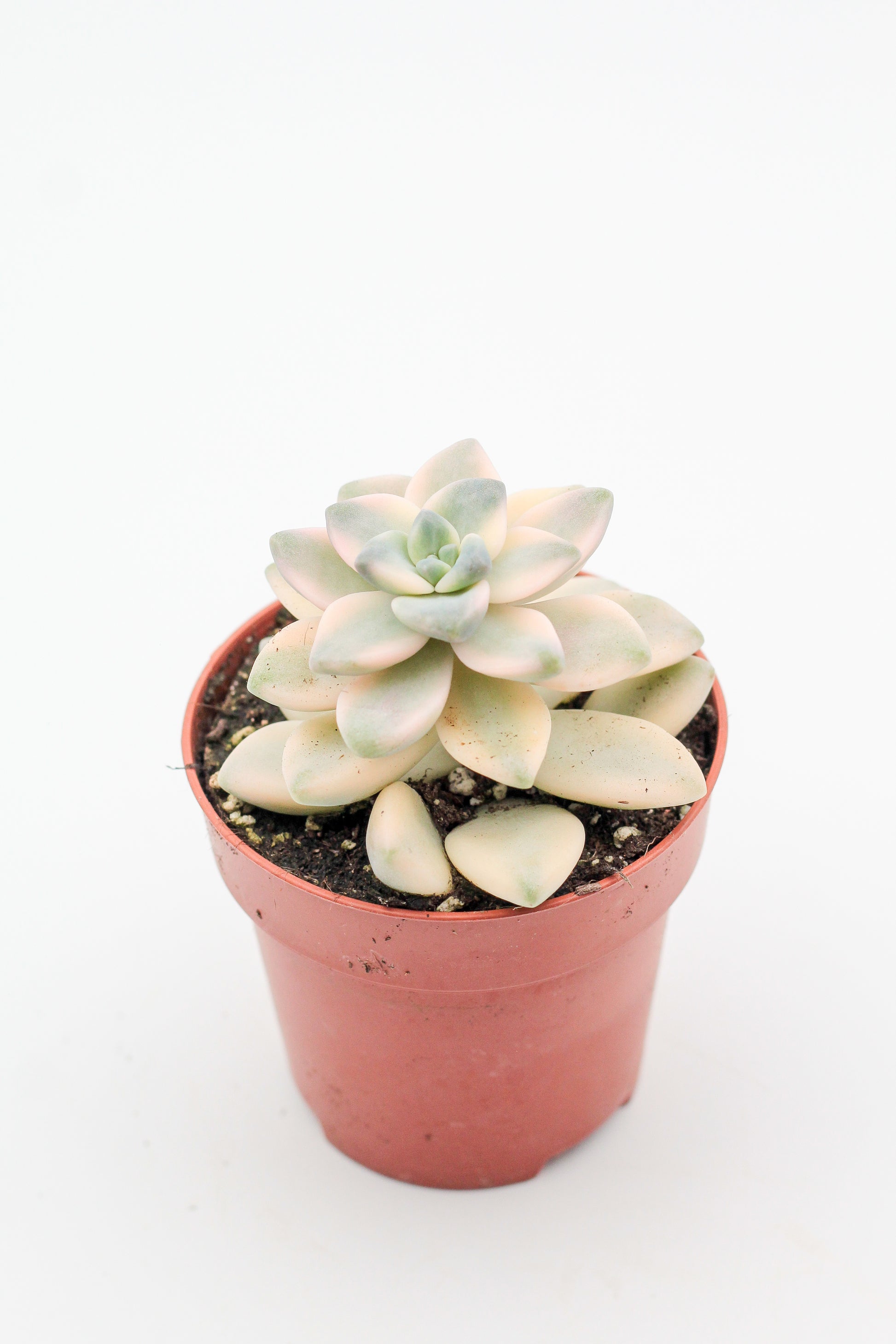 Vetplant kopen? Mooie gekleurde vetplanten voor binnen bij ikhebeencactus