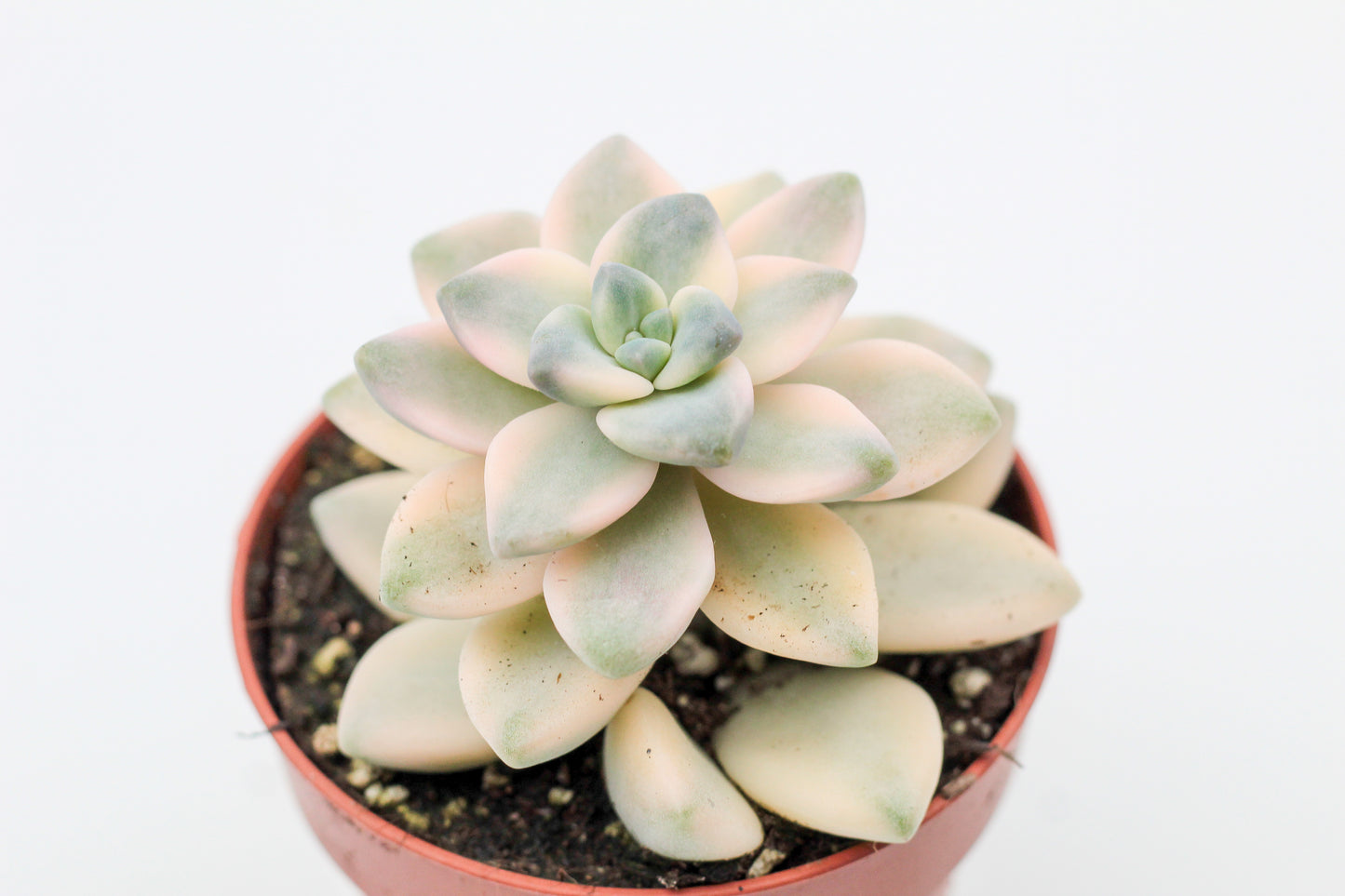 Vetplant kopen? Mooie gekleurde vetplanten voor binnen bij ikhebeencactus