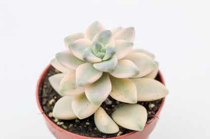 Vetplant kopen? Mooie gekleurde vetplanten voor binnen bij ikhebeencactus