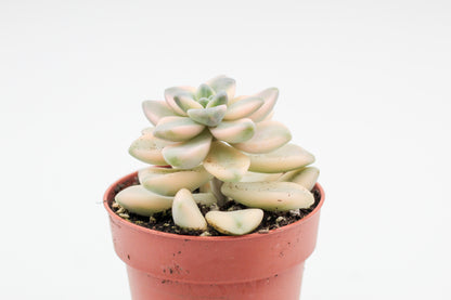 Vetplant kopen? Mooie gekleurde vetplanten voor binnen bij ikhebeencactus