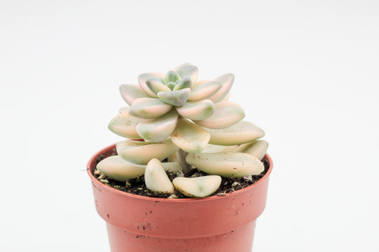 Vetplant kopen? Mooie gekleurde vetplanten voor binnen bij ikhebeencactus