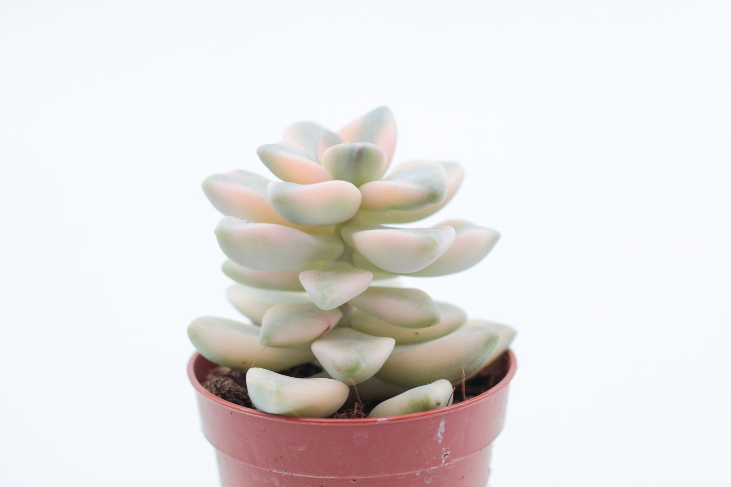 Graptoveria titubans variegata