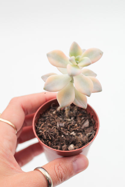 Graptoveria titubans variegata