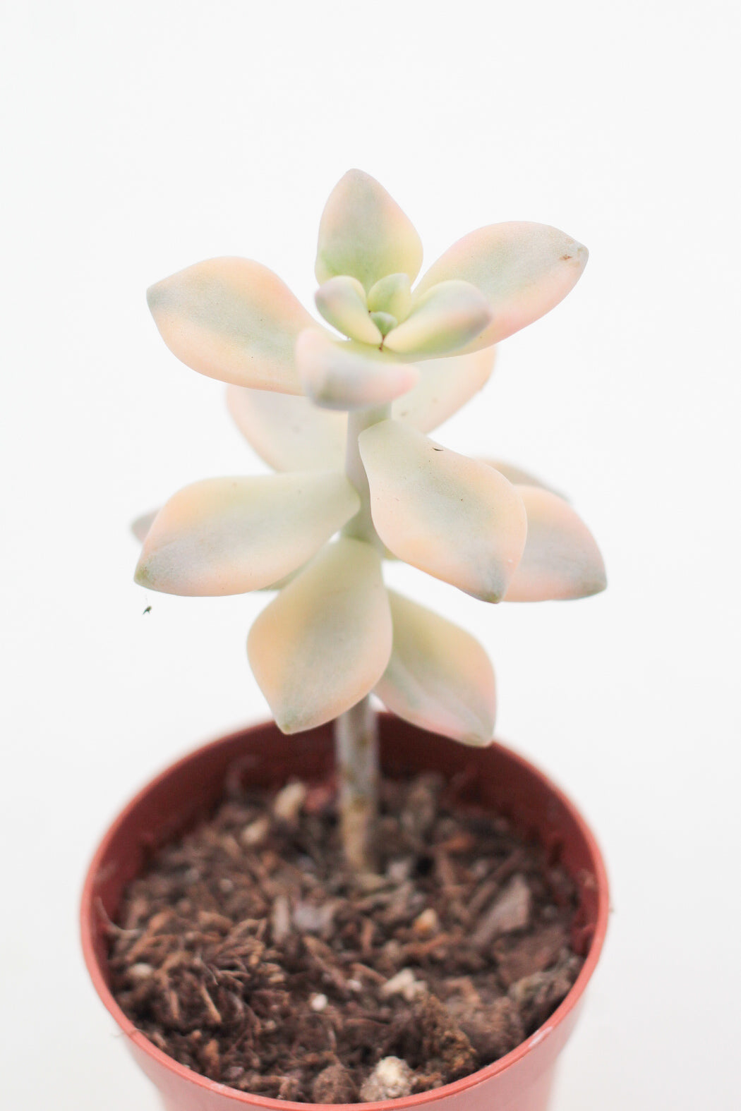 Graptoveria titubans variegata