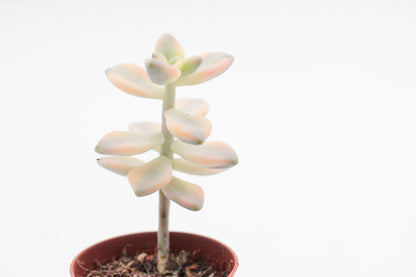 Graptoveria titubans variegata