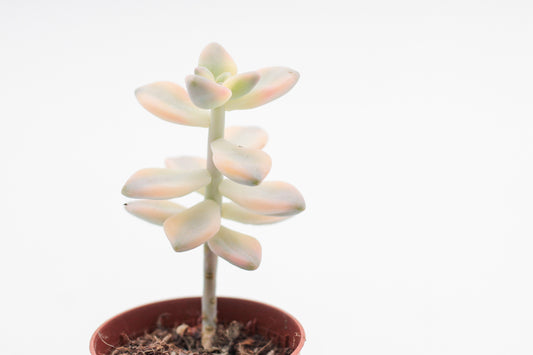 Graptoveria titubans variegata