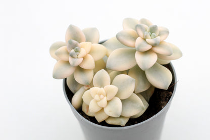 Graptoveria titubans variegata