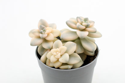 Graptoveria titubans variegata