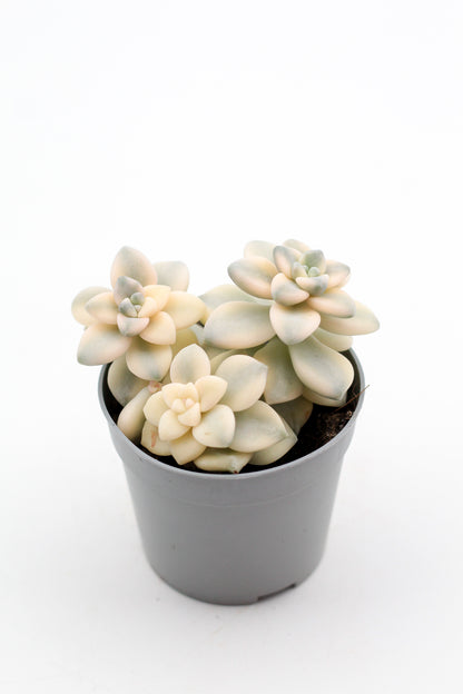 Graptoveria titubans variegata