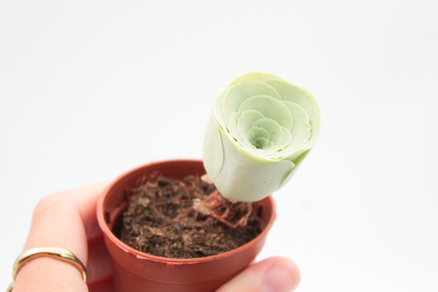 Greenovia Diplocycla