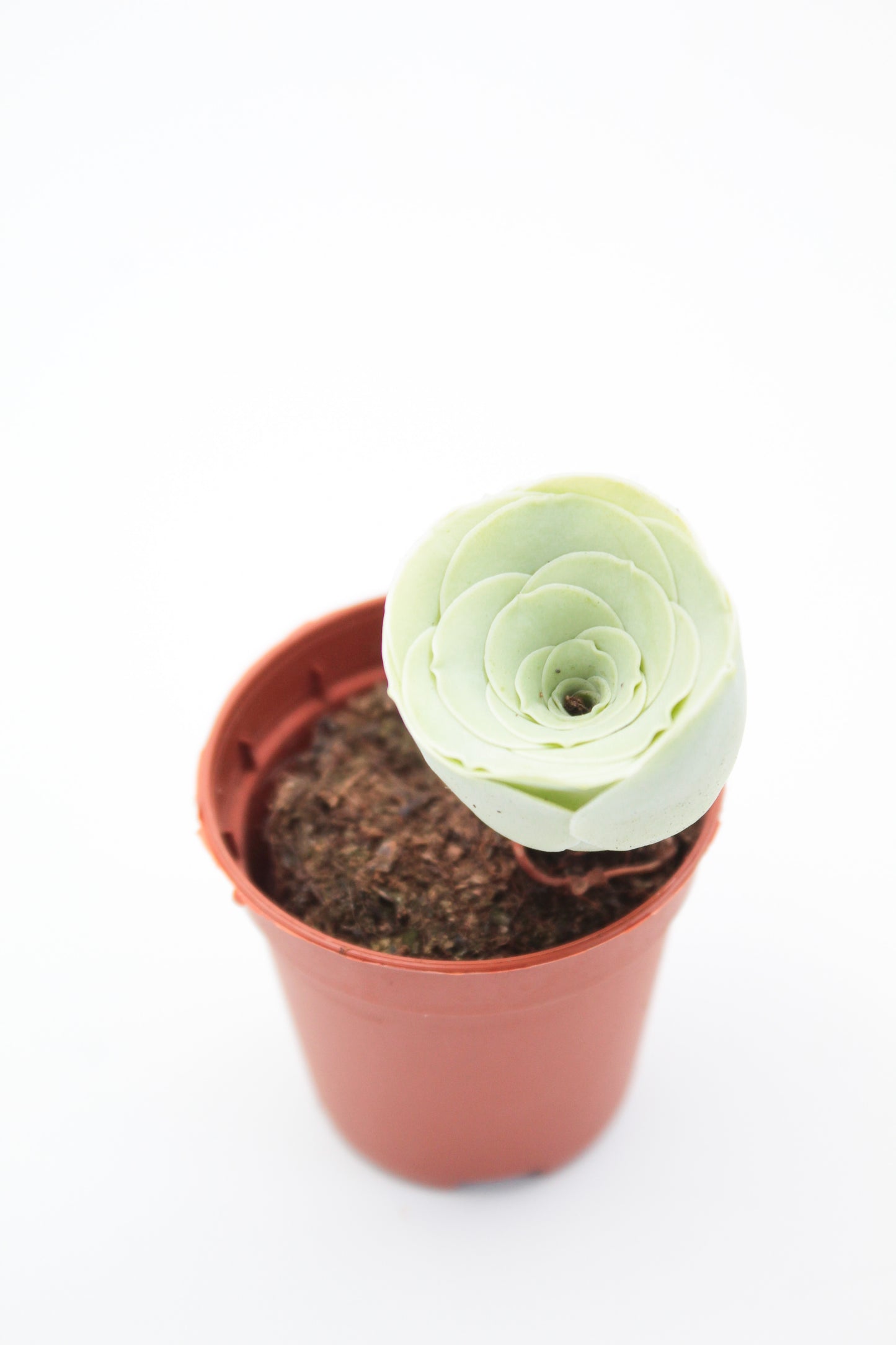 Greenovia Diplocycla