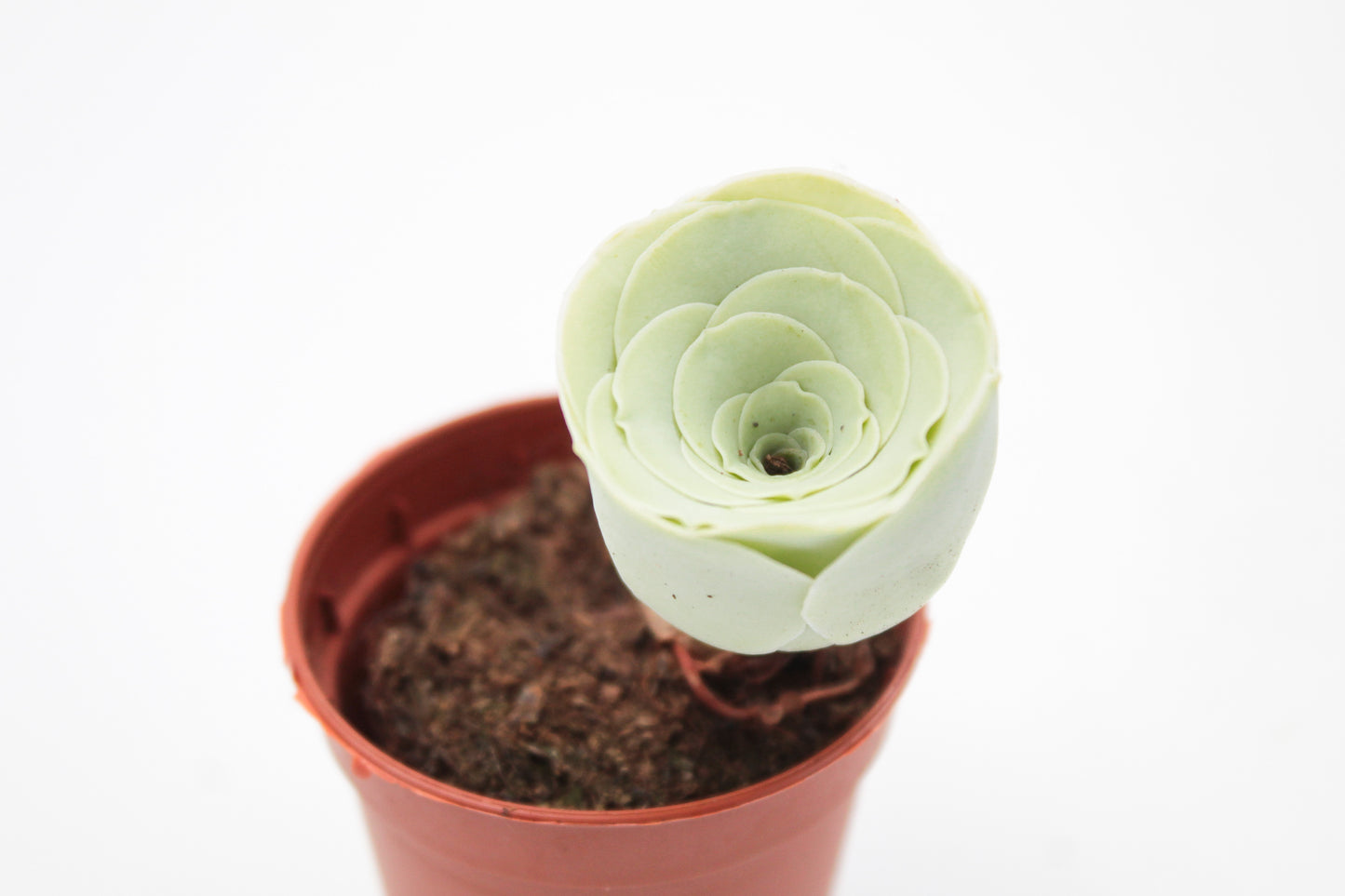 Greenovia Diplocycla