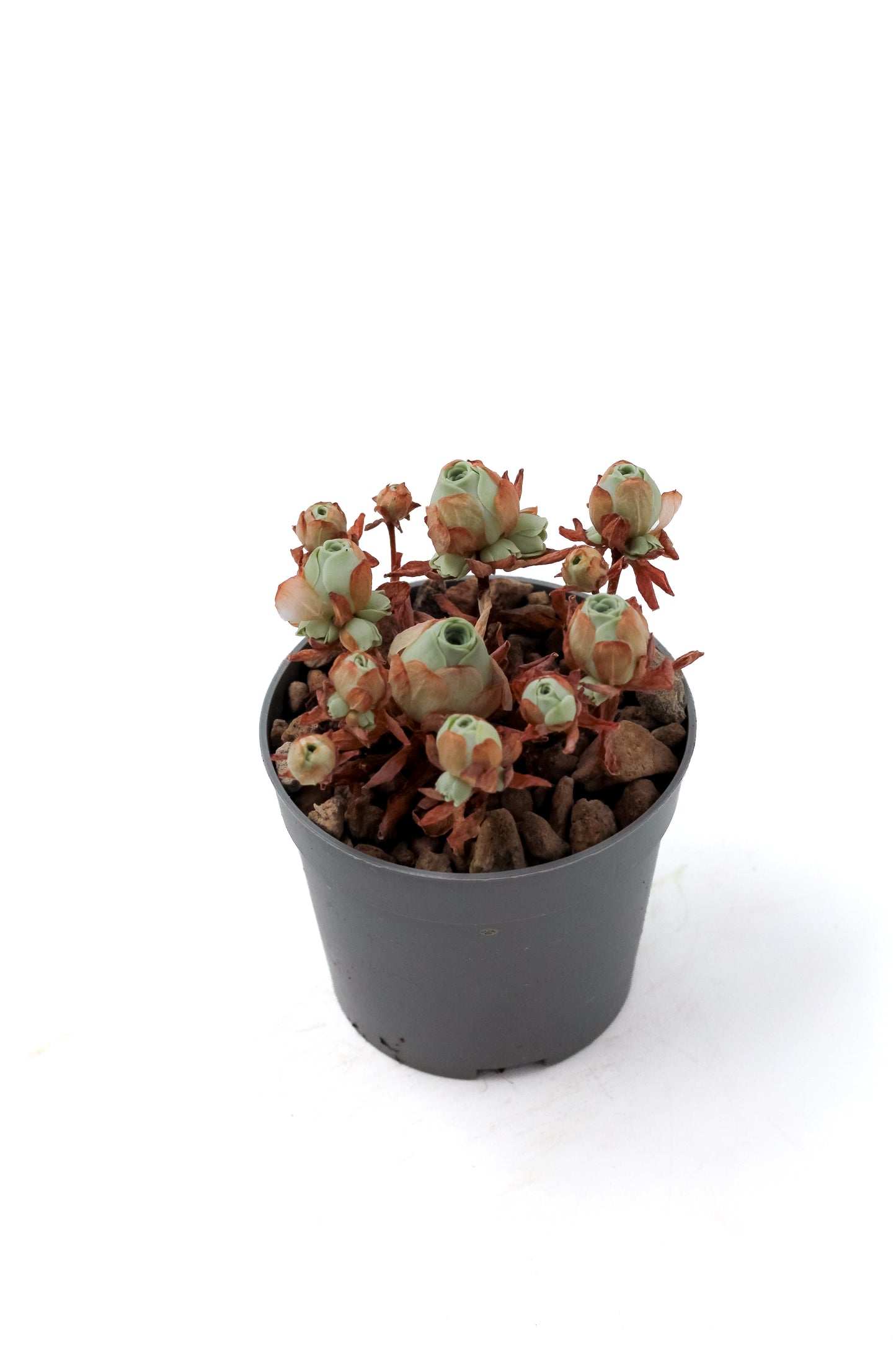 Greenovia dodrantalis