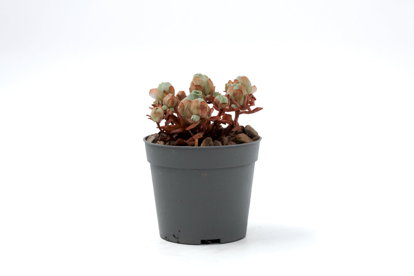 Greenovia dodrantalis