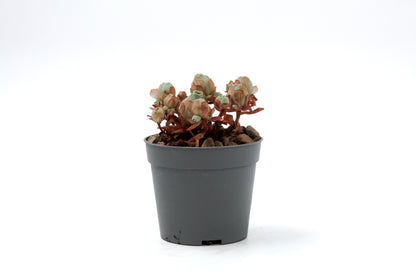 Greenovia dodrantalis