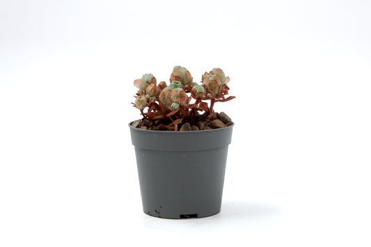 Greenovia dodrantalis