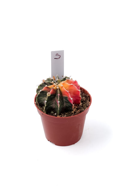 Gymnocalycium mihanovichii variegata Thai hybrid