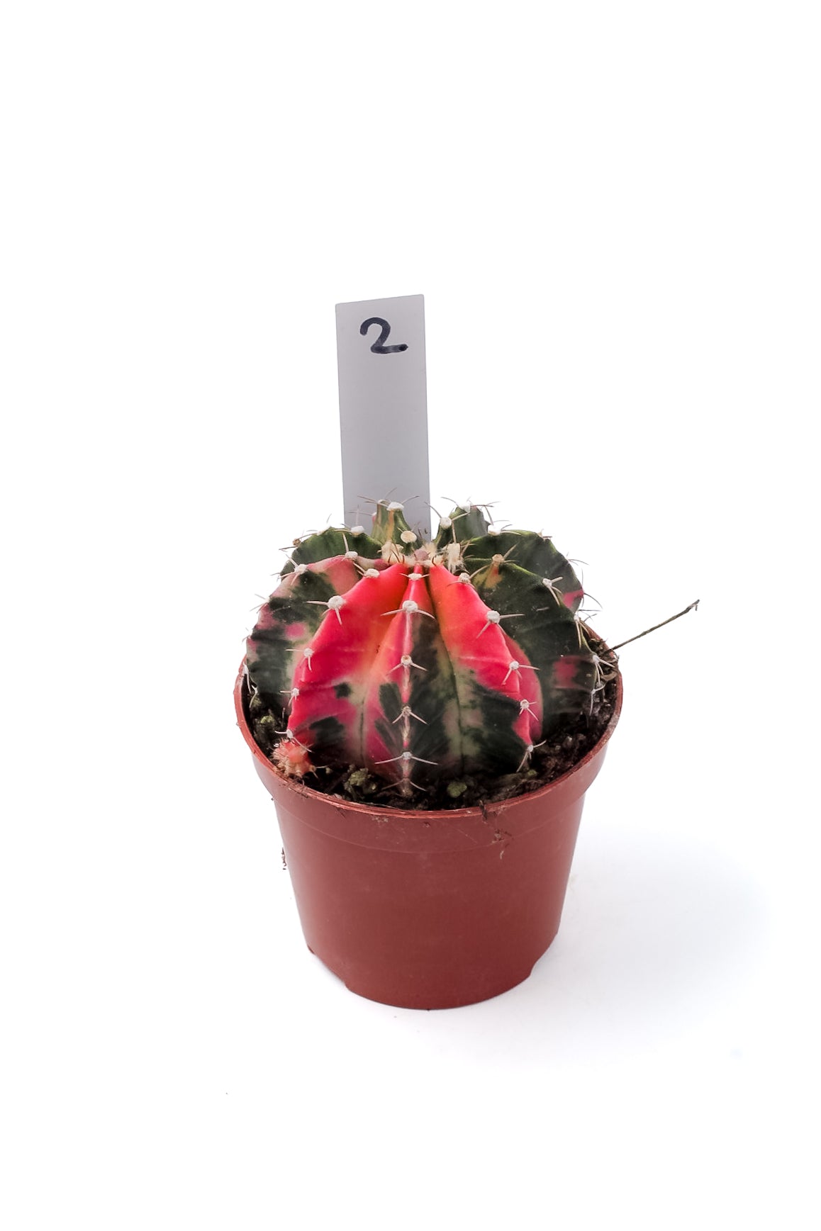 Gymnocalycium mihanovichii variegata Thai hybrid